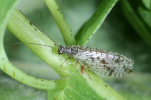 Micromus variegatus